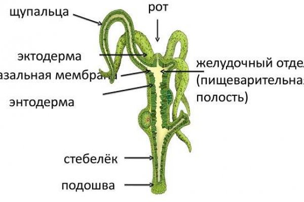 Кракен наркокортель