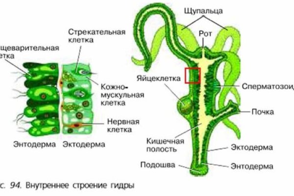 Кракен маркет только через тор